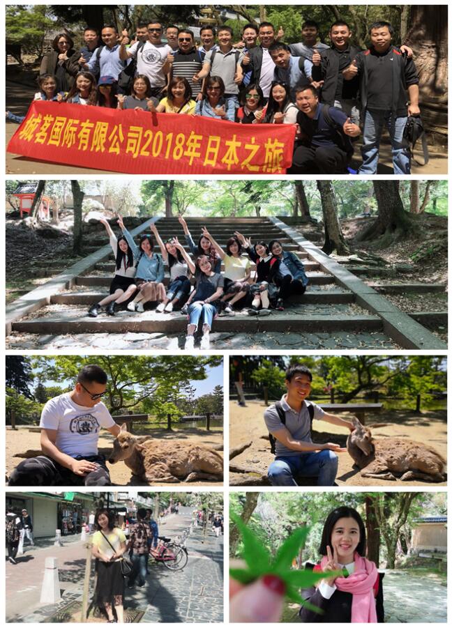 不負春色不負花—城茗國際日本櫻花之旅